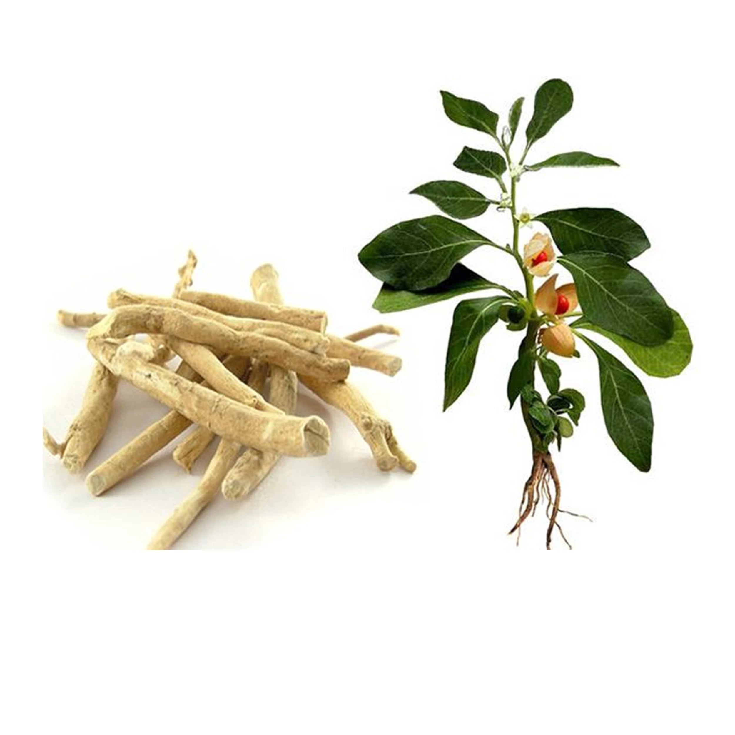 PLANT BASED SKIN CARE